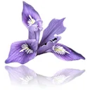 IRIS Floral POS logo