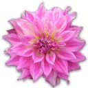 Cogilog Compta logo