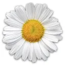 Cogilog Paye logo