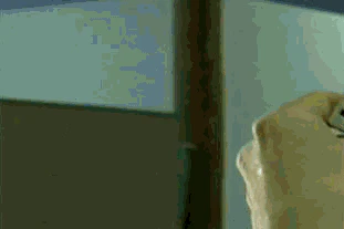 giphy